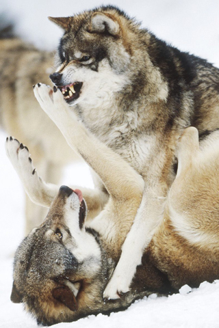 Angry_Wolves_Playing