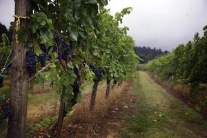 vineyard