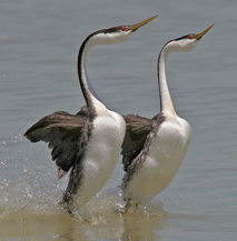 Click here to read more about grebes...