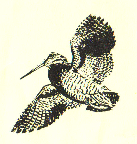 woodcock woodcock