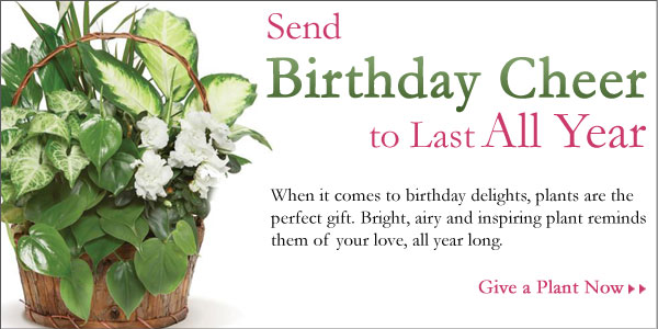 Send Birthday Cheer to Last All Year