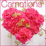 Carnations
