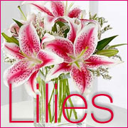 lilies