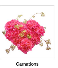 Carnations