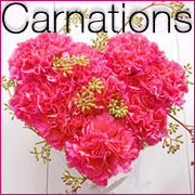 Carnations
