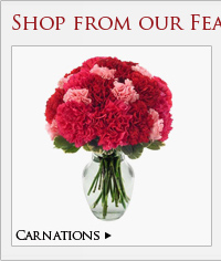 Carnations