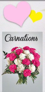 Carnations