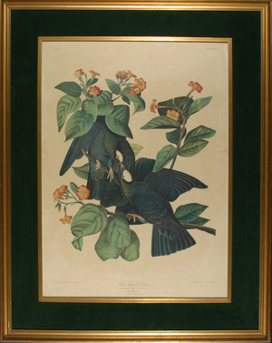 Whited Headed Pigeons - Audobon Whited Headed Pigeons - Audobon