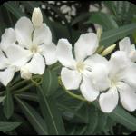 oleander oleander