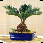 sago palm 2 sago palm 2