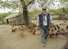 oldmanchickens.jpg.w240h174 oldmanchickens.jpg.w240h174