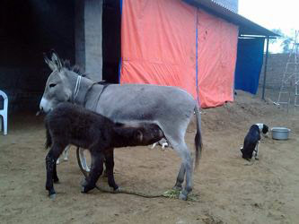 baby donkey with mother his leg injured