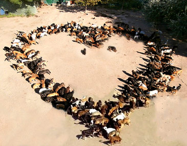 Heart of Dogs