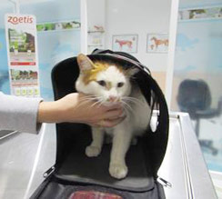 Spay & Neutering 100 cats in turkey