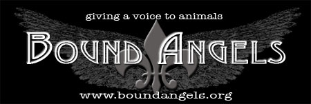 boundangelsEM