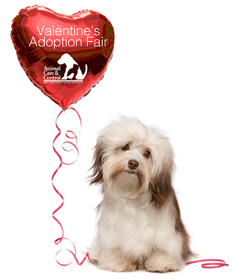 dog_balloon_textflow copy