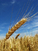 harvest125 harvest125