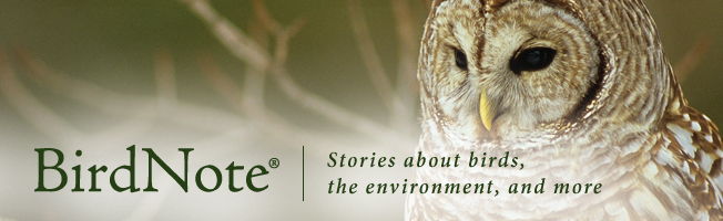 BN_WP_banner_Barred_Owl BN_WP_banner_Barred_Owl
