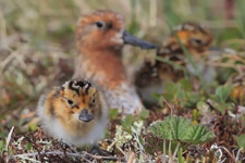 Spoon-billed_Sandpiper_Adorable_Chick Spoon-billed_Sandpiper_Adorable_Chick