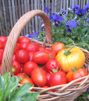 tomato basket jpeg
                        4