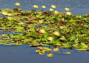 water-lilies-mary-keim