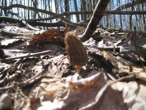 mushroom 2 mushroom 2