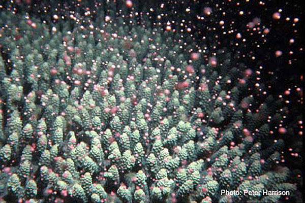 Spawning Acropora Coral