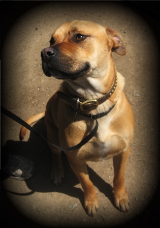 Rufus Rufus