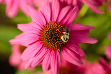 Bee-on-Pink-1 Bee-on-Pink-1