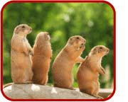 PrairieDogs 4