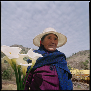 3.Calla Lillies_ 3.Calla Lillies_