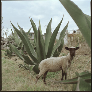 8.Maguey_ 8.Maguey_