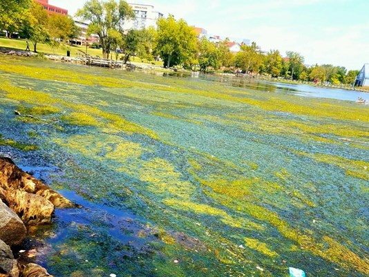 Oronoco Bay algae bloom
