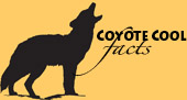 CoyoteCoolFacts_small 4 CoyoteCoolFacts_small 4