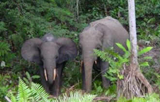 forest-elephants