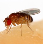 drosophila drosophila