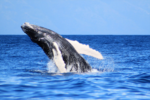 Whale-Watching-Maui