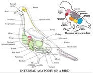 Bird-Anatomy Bird-Anatomy