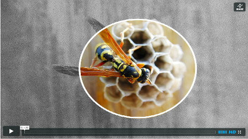 paper_wasp