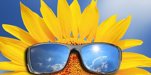 sun-flower-eflash-july-2020