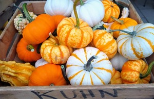 mini pumpkin and gourds