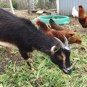 barnyard goats chickens