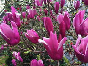magnolia tulip tree