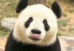 panda tounge