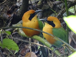 Costa Rica Birding Trip, March 25, 2023 - April 3, 2023