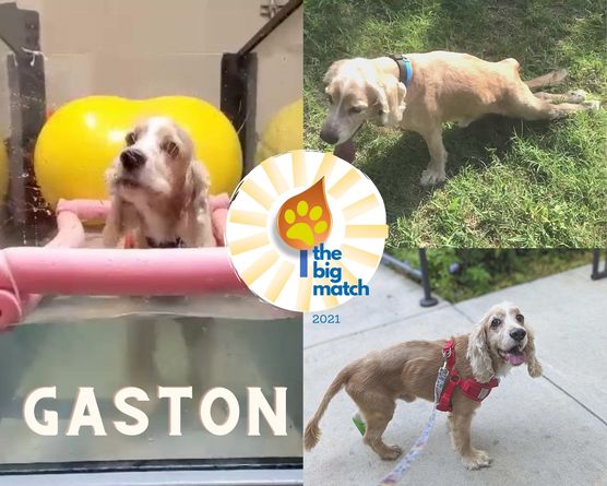 Gaston Big Matchv2 Gaston Big Matchv2